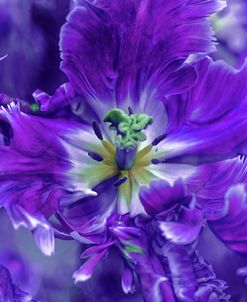 Purple Mysterious Parrot Tulip