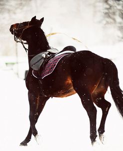 Race in the Snow