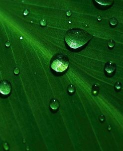 Rain Drops On Green Leaf Macro