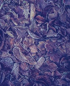 Purple Carpet of Frozen Leaves
