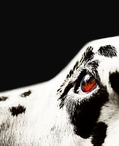 The Amber Eye of Dalmatian Dog
