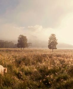 Dreamy Fields