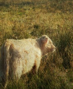 Furry Baby of Highland Cow