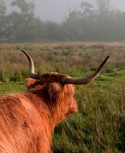 Highland Cow