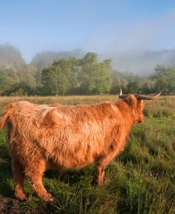 Rural Idyll