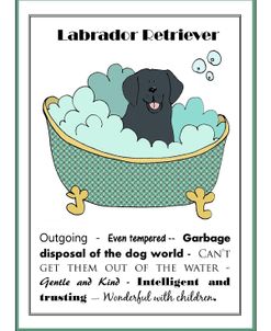 XL Black Labrador