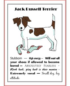 XL Jack Russell