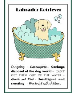 XL Labrador