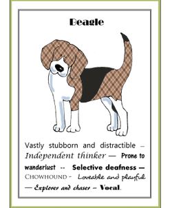 XL Beagle