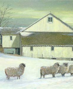 Sheep At Granough
