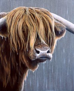JP441 Highland Bull Rainy Day