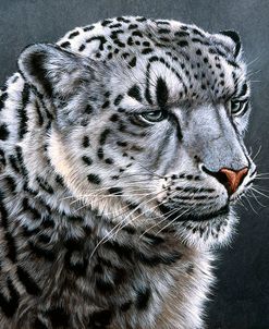 JP474 Snow Leopard