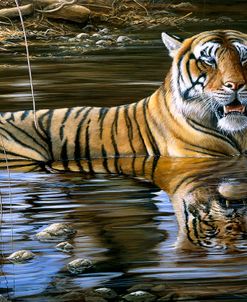 JP264 Cooling Off Bengal Tiger