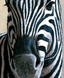 Zebra Portrait