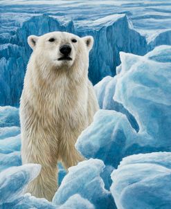 JP638 Ice Bear Polar Bear