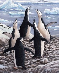 JP668 Chorus Chinstrap Penguins