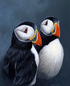 JP525 Puffins