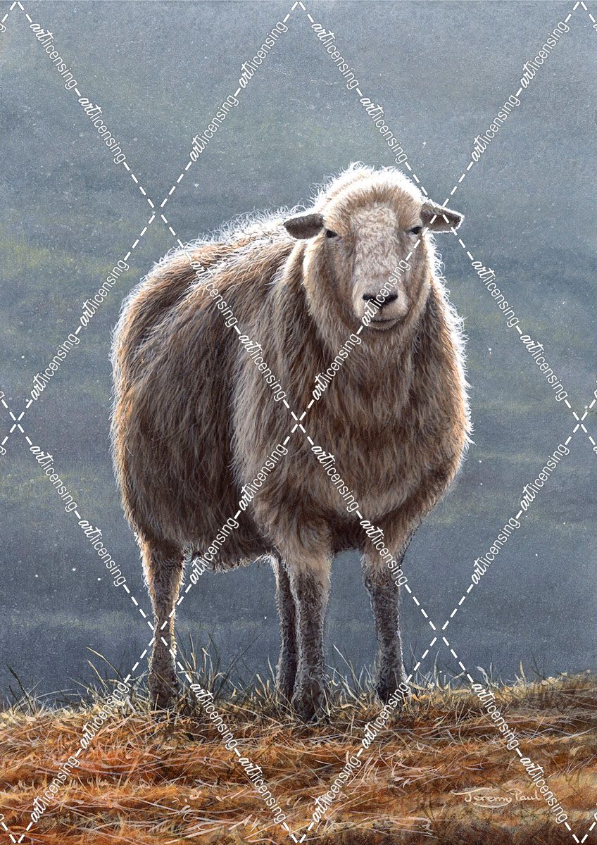 JP544 Herdwick Sheep