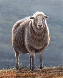 JP544 Herdwick Sheep