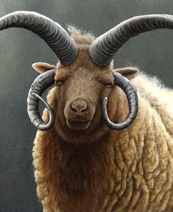 JP830 Loaghtan Ram