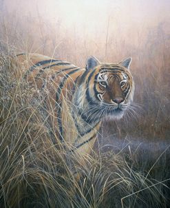 JP99 Tiger At Dawn