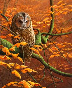 JP686 Autumn Tawny Owl