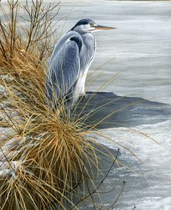 1000 Winter Heron