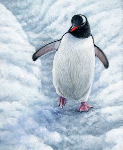 1009 Gentoo Penguin