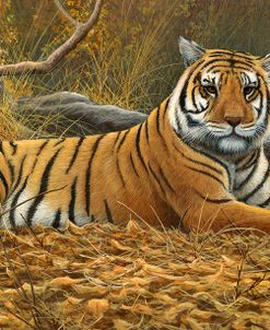 0868 Bengal Tiger
