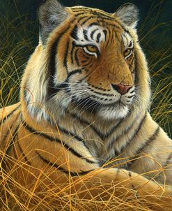 0872 Sumatran Tiger