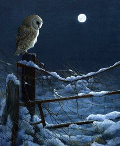 1074 Silent Night Barn Owl
