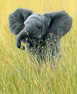 1019 Elephant In The Grass