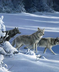 1062 The Strength Of The Wolf Is The Pack Yellowstone Wolves