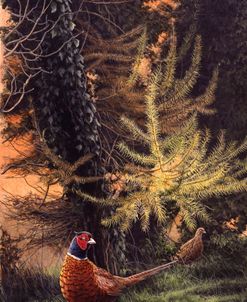 2 Autumn Pheasants