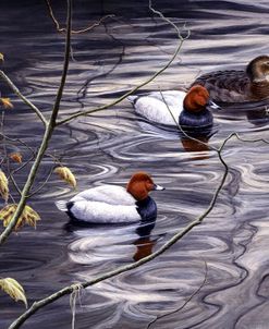 3 Pochard