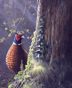 23 Pheasant