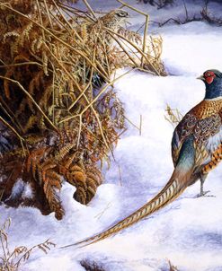 24 Winter Gold – Pheasant