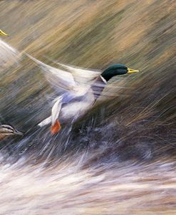 149 Take Off – Mallard