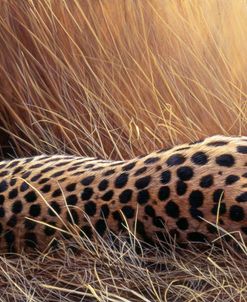 153 Dozing Cheetah