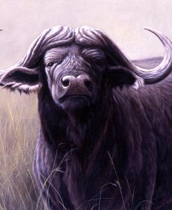 156 No Argument – Cape Buffalo