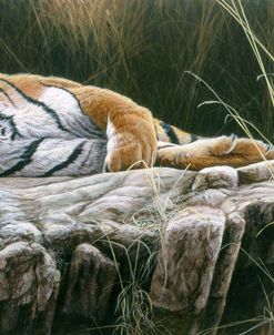 160 Tiger Twitch Of The Tail