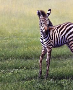 166 Zebra Foal