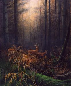 27 Autumn Mist – Roe Deer