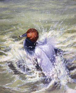 92 Splash – Pochard