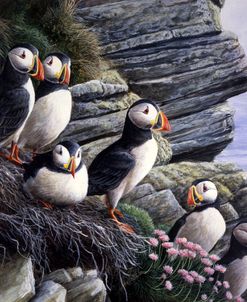 147 Puffins