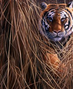 182 Tiger