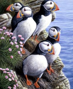 183 Puffins