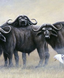 193 Buffalo