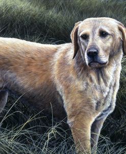 215 Yellow Lab