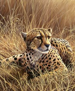 246 Cheetah (1)